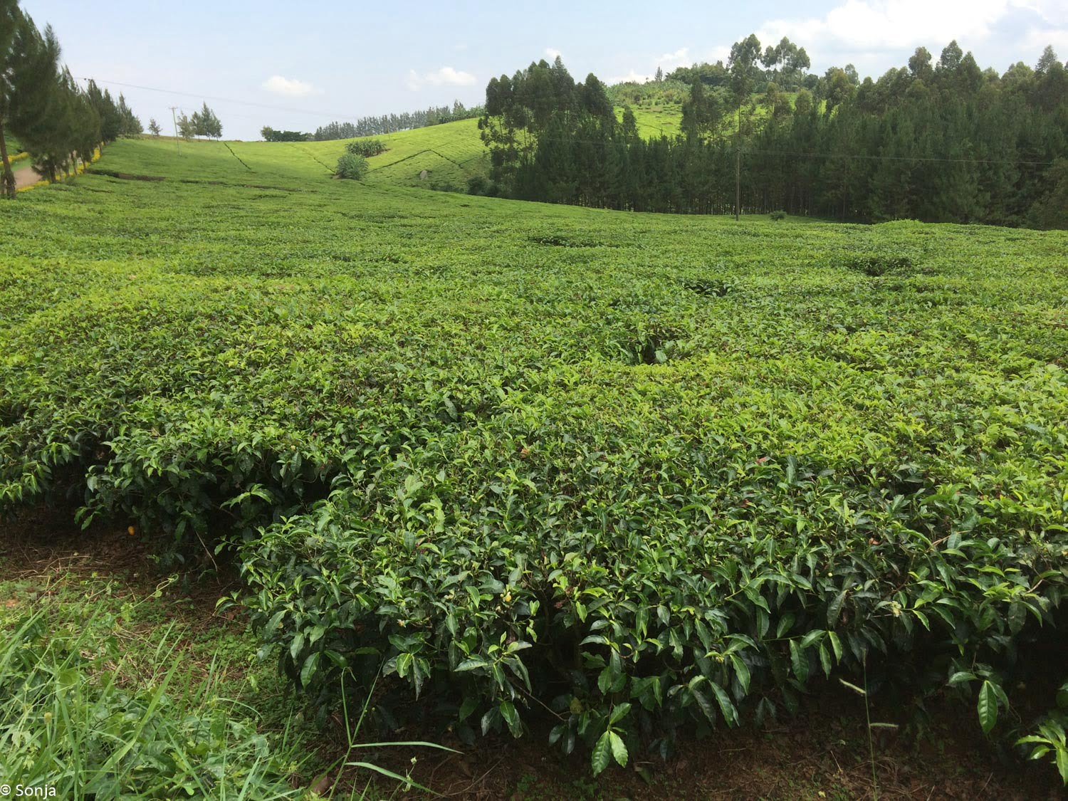 sonja-2016-10-16_034