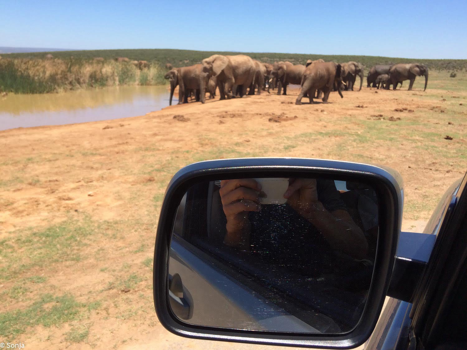 group of elephants in Addo Elephant Park